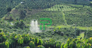 phun thuốc cho cây cà phê